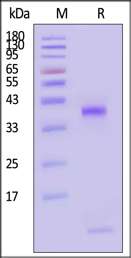 Biotinylated Human HLA-E*01:03&B2M&CMV UL40 (VMAPRTVLL) Complex Protein (Monomer, MALS verified) - image 1