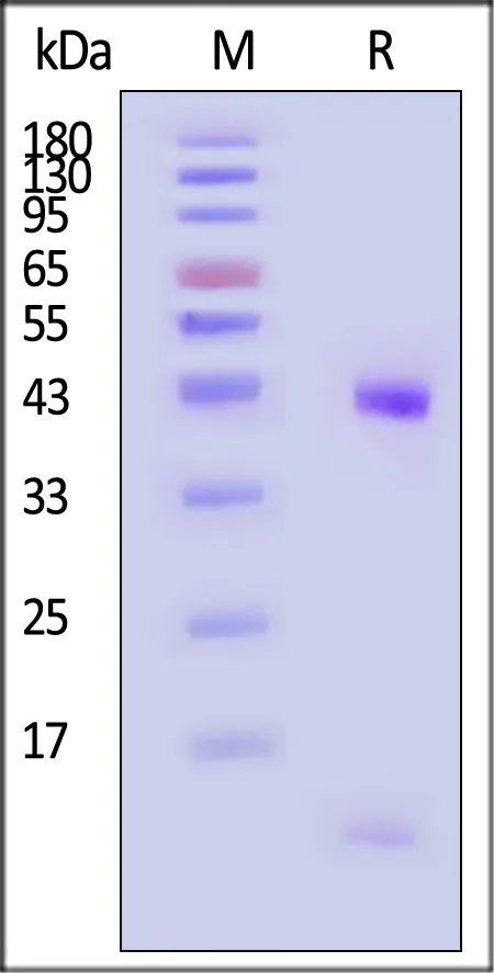 Biotinylated Human HLA-E*01:03&B2M&CMV UL40 (VMPPRTVIL) Complex Protein (Monomer, MALS verified) - image 1