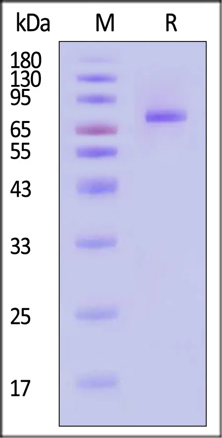 HSV-2 (strain 333) Glycoprotein B (gB), His Tag (MALS verified) - image 1