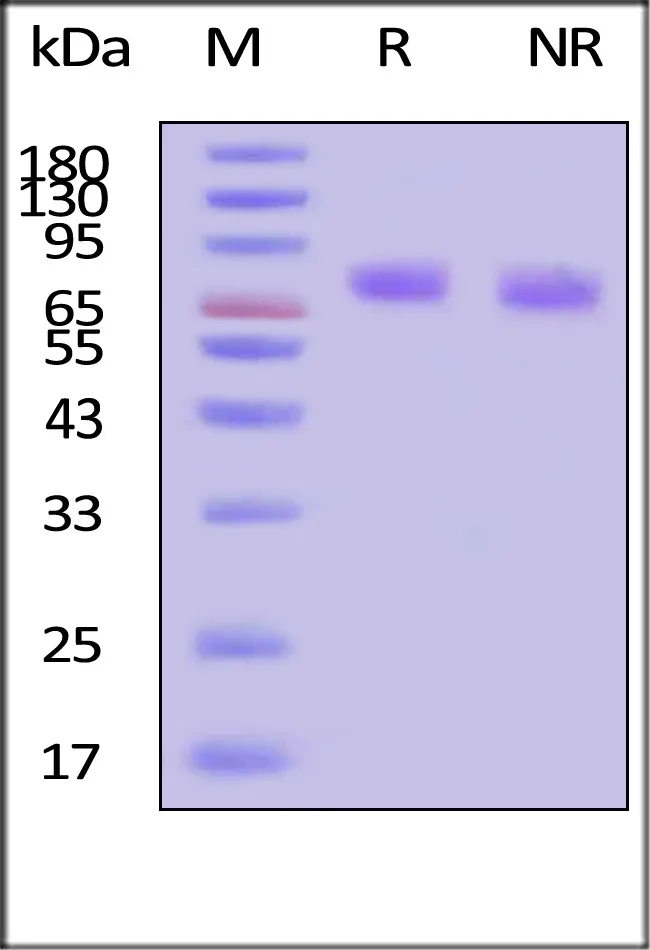 GMP Human Thrombopoietin Protein - image 1