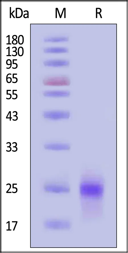 GMP Human VEGF165 Protein - image 1