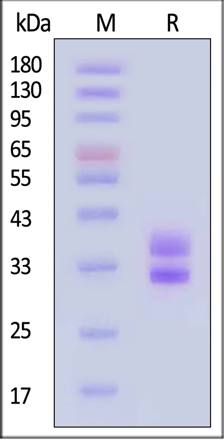 Biotinylated Human HLA-DRA1*01:01&HLA-DRB1*04:01 Monomer Protein (Peptide free, MALS verified) - image 1