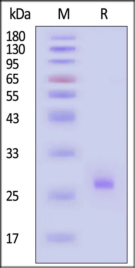 Human Matriptase / ST14 Catalytic Domain Protein, Tag Free (active enzyme) - image 1