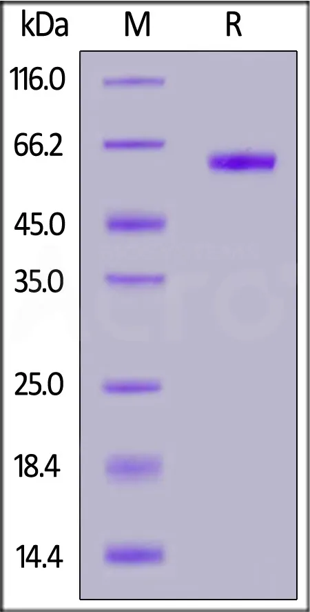 HRSV (A) Pre-fusion glycoprotein F0, His Tag (MALS verified) - image 1