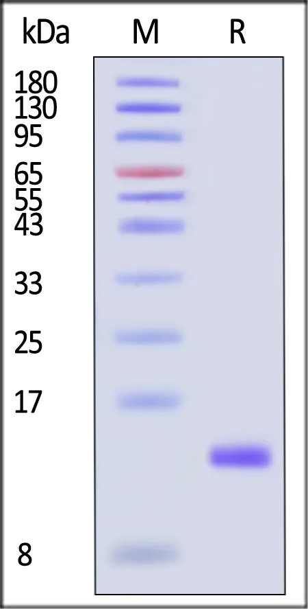 Mouse / Rat TGF-Beta 1 / TGFB1 Protein, Tag Free - image 1
