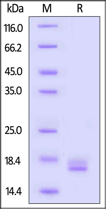 GMP Human TNF-alpha Protein - image 1