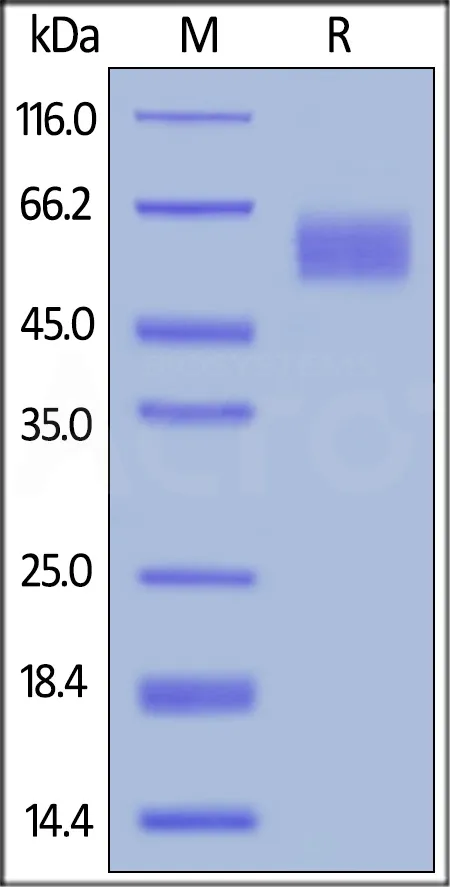 Human CD155 / PVR Protein, His Tag (MALS verified) - image 1