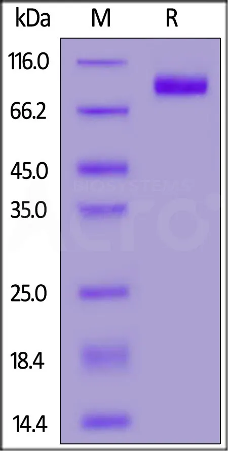 Biotinylated Human CD155 / PVR Protein, Fc,Avitag™ (MALS verified) - image 1