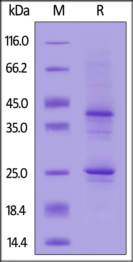 Canine CD20 / MS4A1 Full Length Protein, His Tag (Nanodisc) - image 1