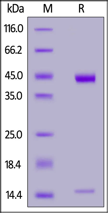 Biotinylated Human HLA-A*02:01&B2M&NY-ESO-1 (SLLMWITQV) Complex Protein (Monomer, MALS verified) - image 1