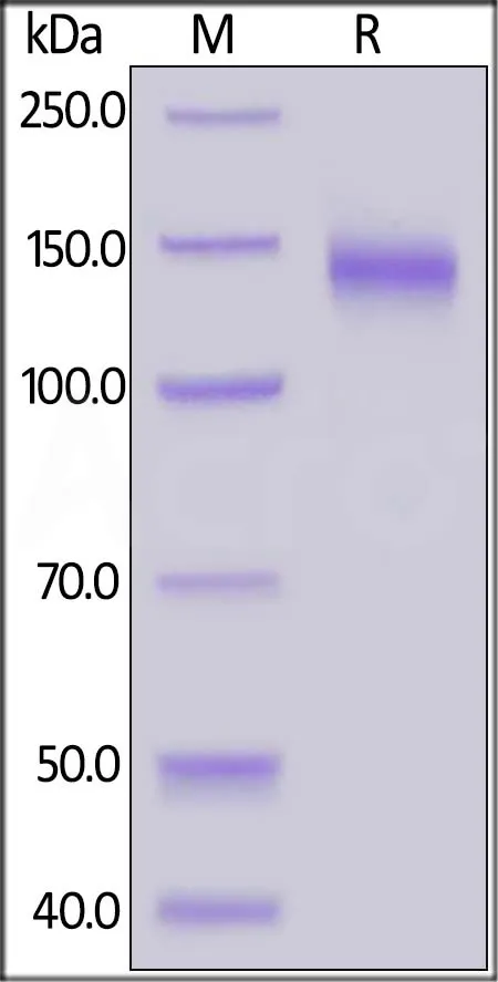 SARS-CoV-2 (COVID-19) S1 protein, Fc Tag - image 1