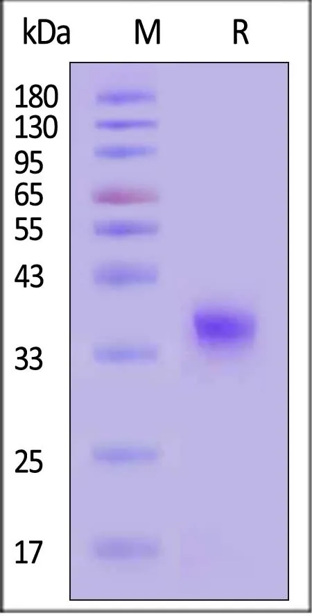 Biotinylated SARS-CoV-2 Spike RBD Protein, His,Avitag™ (MALS verified) - image 1