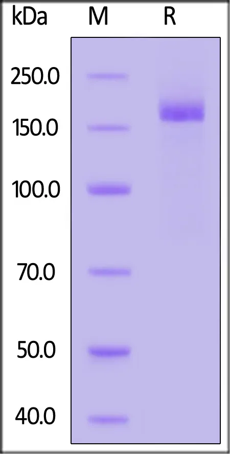 SARS-CoV-2 Spike Trimer Protein, His Tag (B.1.1.529/Omicron) (MALS verified) - image 1