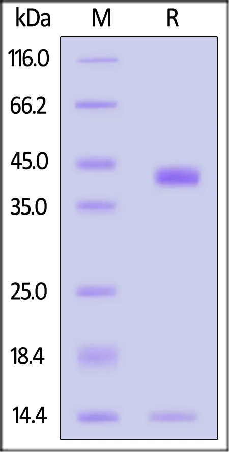 Biotinylated Human HLA-C*07:02:01&B2M&RYR (RYRPGTVAL) Complex Protein (Monomer) - image 1