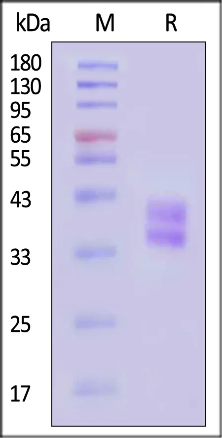 Biotinylated Human HLA-DRA1*01:01&HLA-DRB1*11:01 Monomer Protein (Peptide free, MALS verified) - image 1
