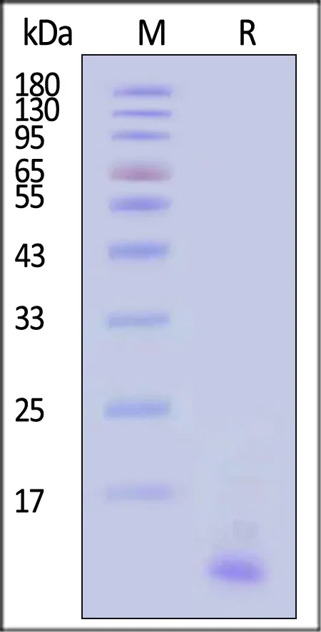 Human CTGF / CCN2 Protein, Tag Free - image 1