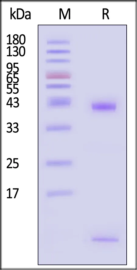 Biotinylated Human HLA-A*02:01&B2M&PSMA (MMNDQLMFL) Complex Protein (Monomer, MALS verified) - image 1