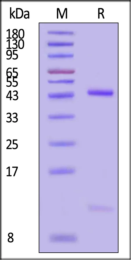 Biotinylated Human HLA-B*07:02&B2M&HPV16 E7 (KPTLKEYVL) Complex Protein (Monomer, MALS verified) - image 1