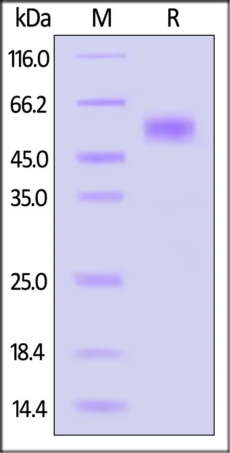 HSV-2 (strain 333) Envelope Glycoprotein C (gC), His Tag (MALS verified) - image 1