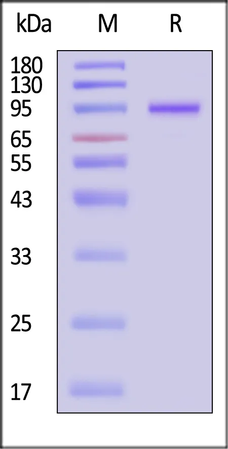AAV9 VP1, Recombinant Protein - image 1