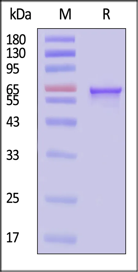AAV9 VP2, Recombinant Protein - image 1