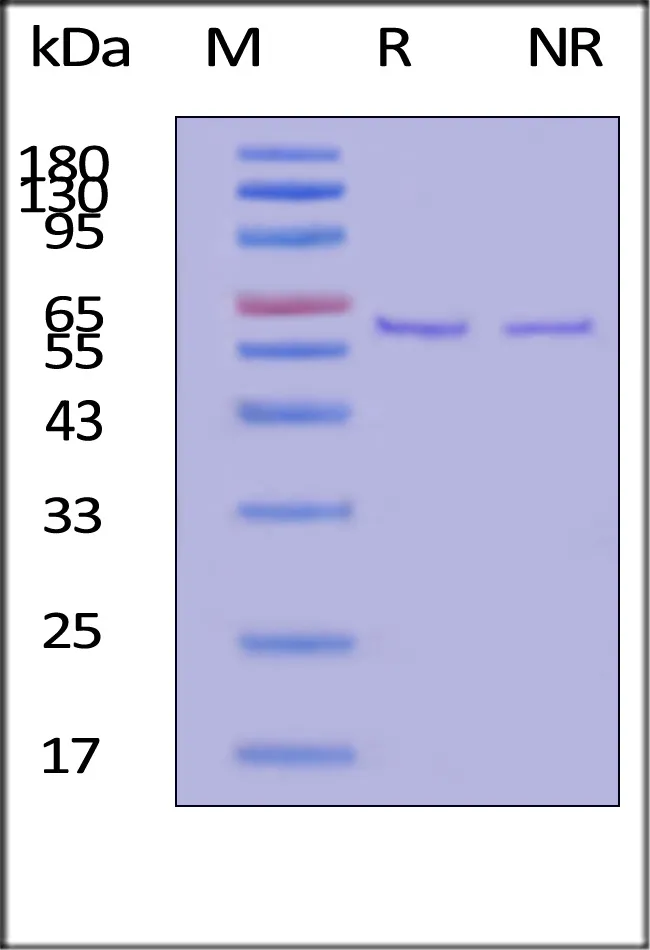 GMP Recombinant Human Fibronectin fragment - image 1