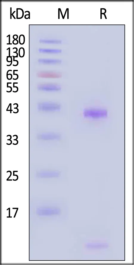 Biotinylated Human HLA-A*02:01&B2M&HPV (TIHDIILECV) Complex Protein (Monomer, MALS verified) - image 1