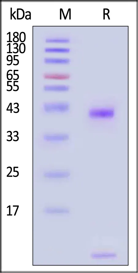 Biotinylated Human HLA-A*02:01&B2M&EBV LMP1 (YLLEMLWRL) Complex Protein (Monomer, MALS verified) - image 1