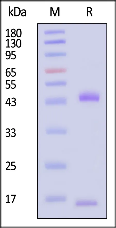 Biotinylated Human HLA-A*33:03&B2M Monomer Protein (Peptide free, MALS verified) - image 1