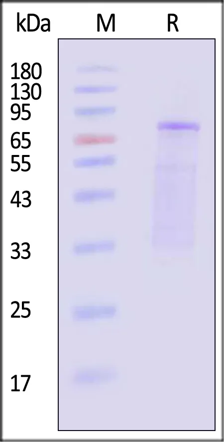 AAV2 VP2, Recombinant Protein - image 1