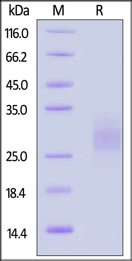 GMP Human SCF Protein - image 1