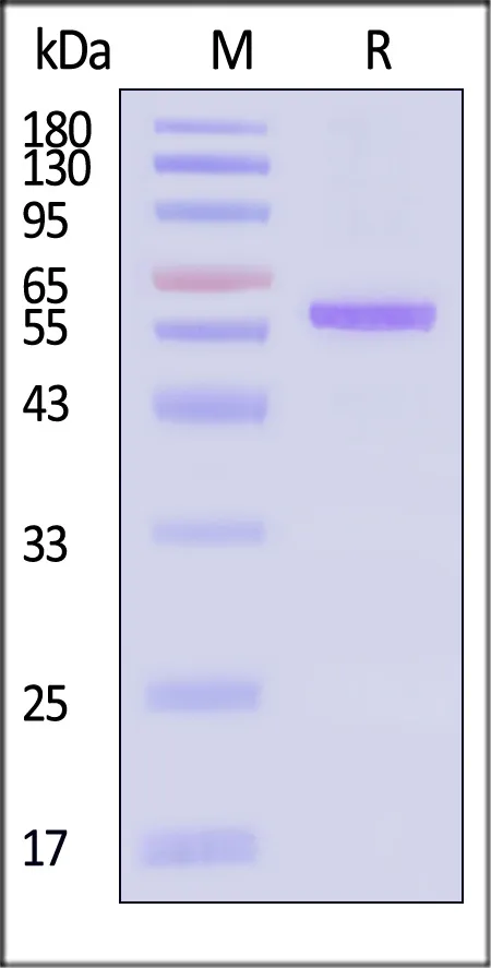 Influenza A virus (Darwin/6/2021) & (Darwin/9/2021) NP (H3N2) Protein, His Tag - image 1