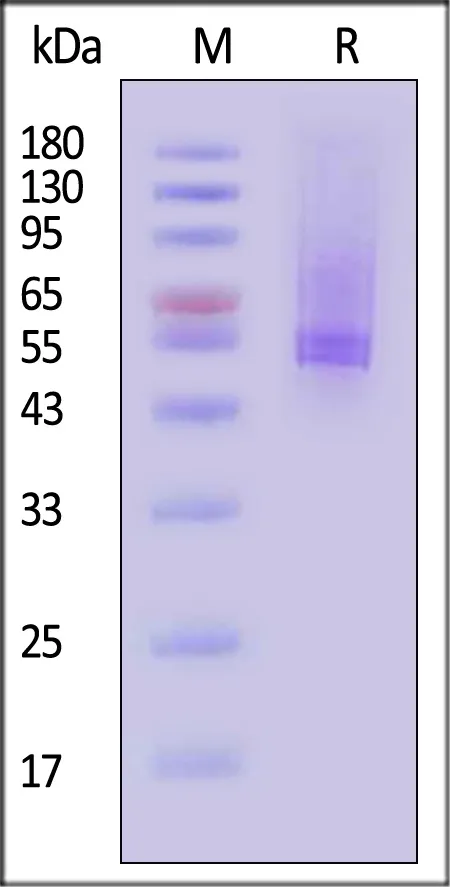 Biotinylated Mouse IL-11 R alpha Protein, Avitag™ - image 1