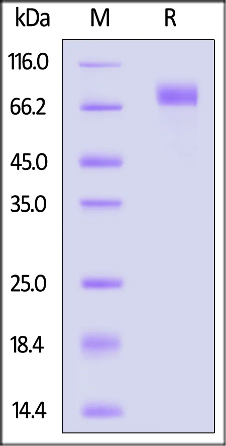 Biotinylated SARS-CoV-2 Spike S2 protein, His,Avitag™ (BA.2/Omicron) - image 1