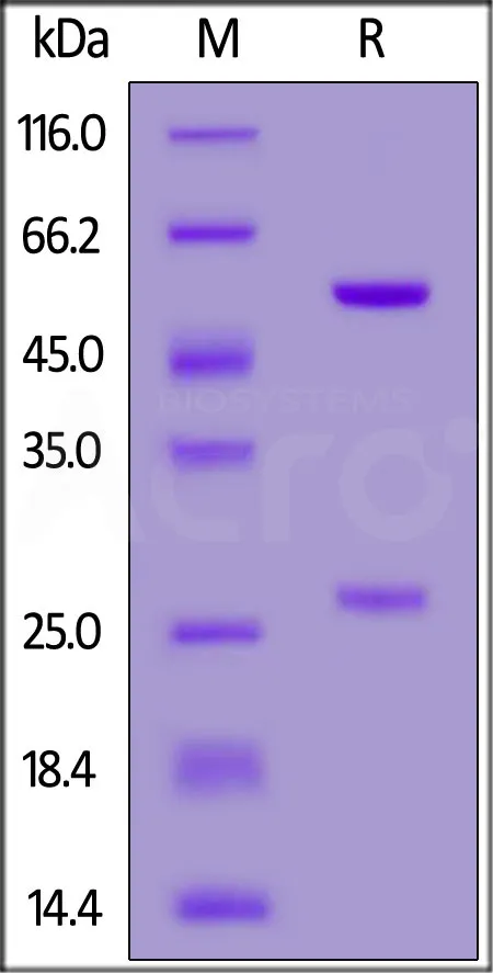 Anti-SARS-CoV-2 RBD Potent Neutralizing Antibody, Chimeric mAb, Human IgG1 (AM128) - image 1