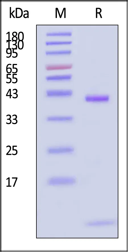 Alexa Fluor™ 488-Labeled Human HLA-A*02:01&B2M&WT-1 (RMFPNAPYL) Tetramer Protein (MALS verified) - image 1