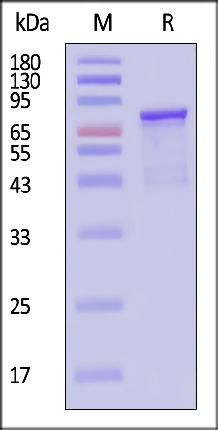 AAV5 VP2, Recombinant Protein - image 1