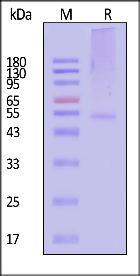 HRP conjugated Monoclonal Anti-Eribulin Antibody, Rabbit IgG (1M1G11) - image 1