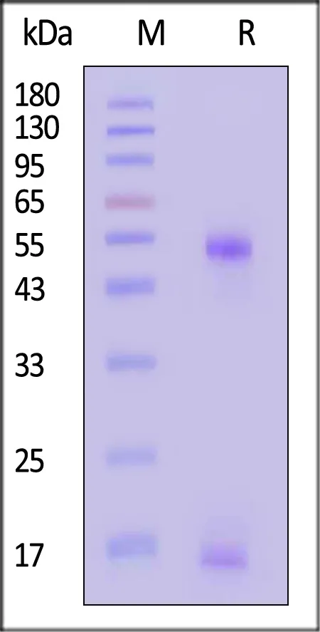 Biotinylated Mouse H-2Db&B2M Monomer Protein (Peptide free, MALS verified) - image 1