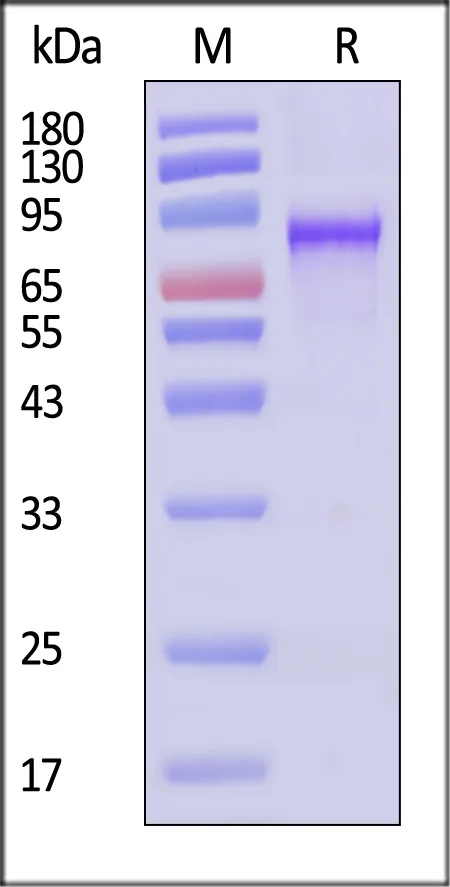 AAV6 VP1, Recombinant Protein - image 1