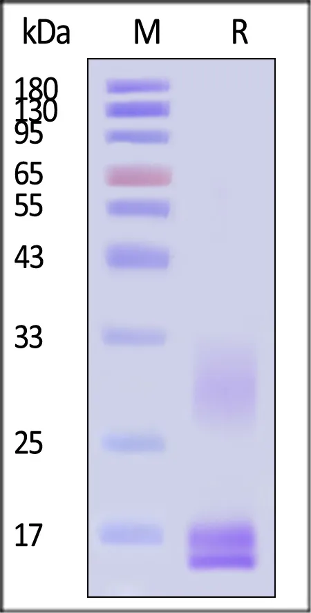 Cynomolgus CD3 epsilon&CD3 delta Heterodimer Protein, His Tag&Flag Tag (MALS verified) - image 1