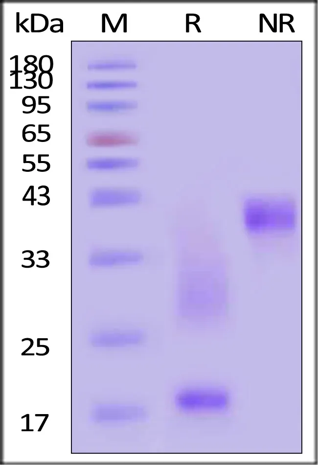 Rat CD3 epsilon&CD3 delta Heterodimer Protein, His Tag&Flag Tag (MALS verified) - image 1