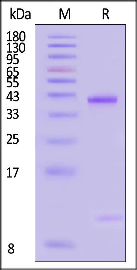Unconjugated Human HLA-A*11:01&B2M&KRASG12V (VVVGAVGVGK) Complex Protein (Monomer, MALS verified) - image 1