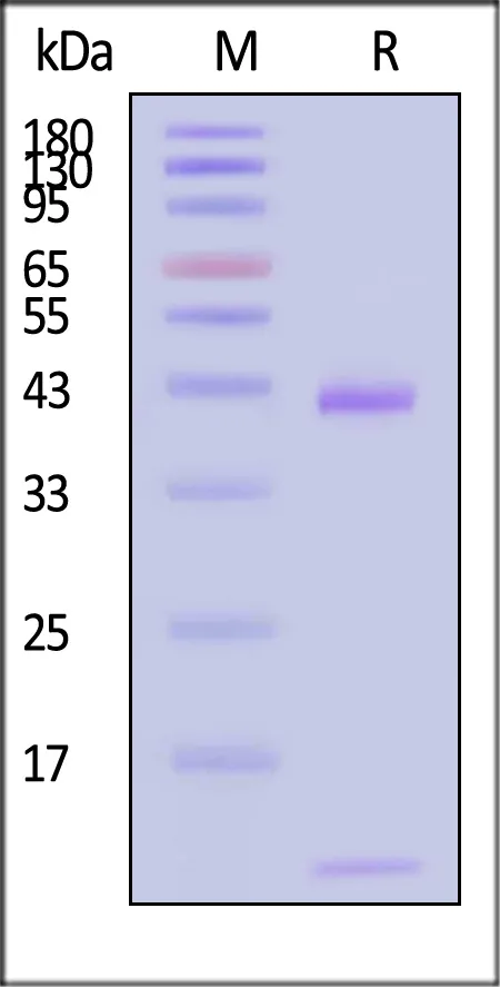 Biotinylated Human HLA-A*02:01&B2M&EBV EBNA3C (LLDFVRFMGV) Complex Protein (Monomer, MALS verified) - image 1