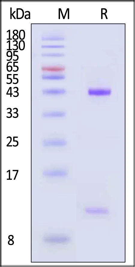 Biotinylated Human HLA-A*02:01&B2M&MAGE-A1 (KVLEYVIKV) Complex Protein (Monomer, MALS verified) - image 1