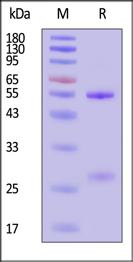 Monoclonal Anti-Nipah Post Fusion glycoprotein Antibody, Human IgG1 (3C3) - image 1