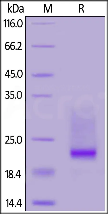 Biotinylated Mouse CD3 epsilon&CD3 delta Heterodimer Protein, His,Avitag™&Tag Free (MALS verified) - image 1