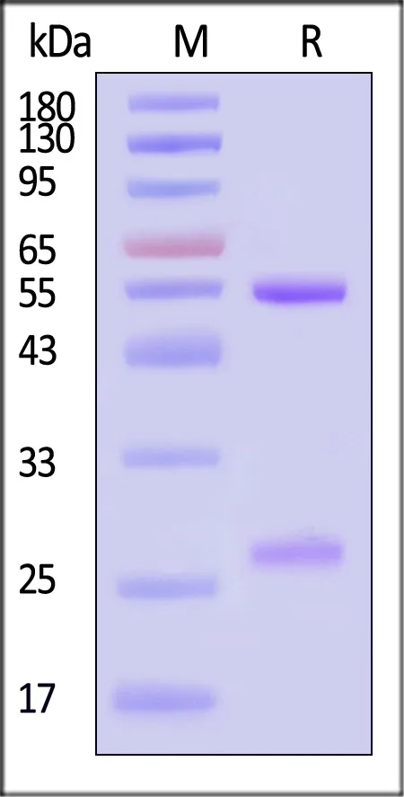 Monoclonal Anti-Human p-tau181 Antibody, Mouse IgG2a (8D8C10) (MALS verified) - image 1