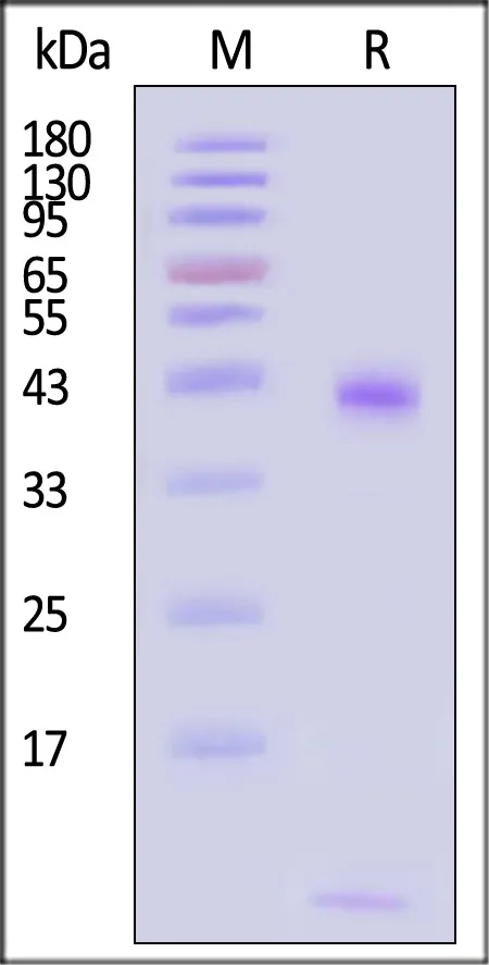Biotinylated Human HLA-A*02:01&B2M&MAGE-A10 (GLYDGMEHL) Complex Protein (Monomer, MALS verified) - image 1
