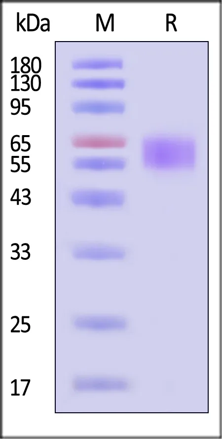 Human CD27 / TNFRSF7 Protein, Mouse IgG2a Fc Tag, low endotoxin - image 1